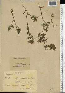 Corydalis solida (L.) Clairv., Eastern Europe, North-Western region (E2) (Russia)