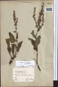 Verbascum chaixii Vill., Eastern Europe, North Ukrainian region (E11) (Ukraine)