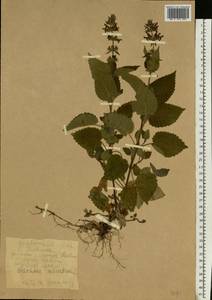 Stachys sylvatica L., Eastern Europe, Moldova (E13a) (Moldova)