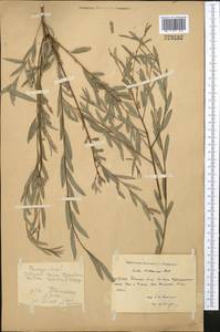 Salix capusii Franch., Middle Asia, Pamir & Pamiro-Alai (M2) (Kyrgyzstan)