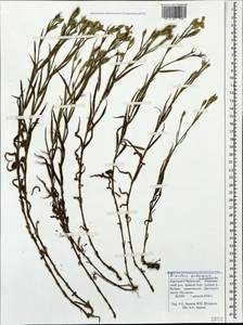 Dianthus kubanensis Schischk., Caucasus, Stavropol Krai, Karachay-Cherkessia & Kabardino-Balkaria (K1b) (Russia)