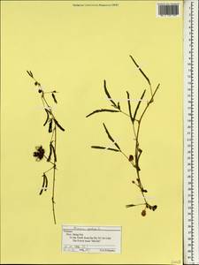 Mimosa pudica L., South Asia, South Asia (Asia outside ex-Soviet states and Mongolia) (ASIA) (Vietnam)