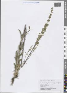 Silene chalcedonica (L.) E. H. L. Krause, Eastern Europe, Central forest-and-steppe region (E6) (Russia)