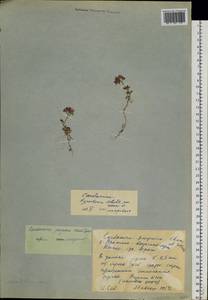 Cardamine purpurea Cham. & Schltdl., Siberia, Chukotka & Kamchatka (S7) (Russia)