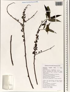 Debregeasia longifolia (Burm. fil.) Wedd., South Asia, South Asia (Asia outside ex-Soviet states and Mongolia) (ASIA) (Vietnam)