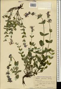 Nepeta racemosa subsp. racemosa, Caucasus, Armenia (K5) (Armenia)