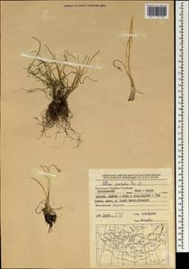 Allium prostratum Trevir., Mongolia (MONG) (Mongolia)