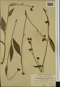 Hieracium levicaule subsp. levicaule, Western Europe (EUR) (Czech Republic)