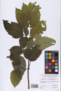 Angelica archangelica L., Eastern Europe, North-Western region (E2) (Russia)