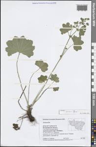 Alchemilla micans Buser, Eastern Europe, Central region (E4) (Russia)