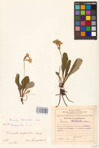 Primula ruprechtii Kusnezowa ex Lipsky, Caucasus, Armenia (K5) (Armenia)