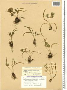 Ornithogalum balansae Boiss., Caucasus, North Ossetia, Ingushetia & Chechnya (K1c) (Russia)