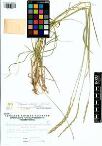 Elymus fibrosus (Schrenk) Tzvelev, Siberia, Baikal & Transbaikal region (S4) (Russia)