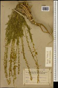 Reseda lutea L., Caucasus, Armenia (K5) (Armenia)