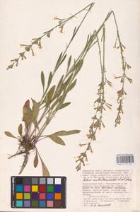 Silene multiflora (Ehrh.) Pers., Eastern Europe, Lower Volga region (E9) (Russia)