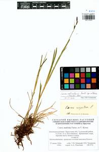 Carex altaica (Gorodkov) V.I.Krecz., Siberia, Baikal & Transbaikal region (S4) (Russia)
