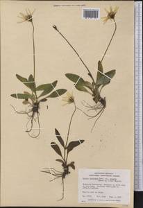Arnica griscomii subsp. frigida (Iljin) S. J. Wolf, America (AMER) (Canada)