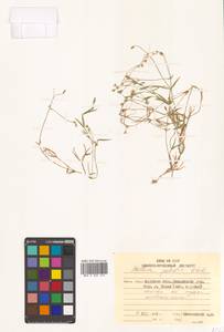 Stellaria palustris (Murray ex Ehrh.) Hoffm., Siberia, Russian Far East (S6) (Russia)