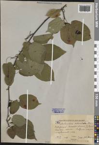 Actinidia kolomikta (Maxim. & Rupr.) Maxim., Siberia, Russian Far East (S6) (Russia)