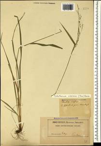 Achnatherum virescens (Trin.) Banfi, Galasso & Bartolucci, Caucasus, Azerbaijan (K6) (Azerbaijan)