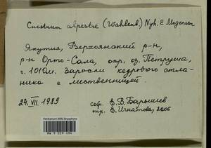 Cnestrum alpestre (Wahlenb.) Nyholm, Bryophytes, Bryophytes - Yakutia (B19) (Russia)
