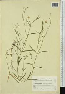 Stellaria palustris Ehrh. ex Retz., Western Europe (EUR) (Finland)