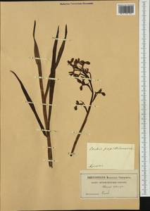 Anacamptis papilionacea (L.) R.M.Bateman, Pridgeon & M.W.Chase, Western Europe (EUR) (Italy)