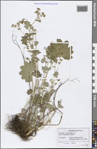 Alchemilla micans Buser, Eastern Europe, Middle Volga region (E8) (Russia)