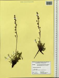 Artemisia borealis Pall., Siberia, Central Siberia (S3) (Russia)