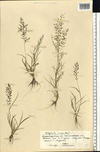 Eragrostis minor Host, Eastern Europe, South Ukrainian region (E12) (Ukraine)