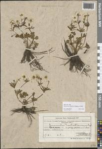 Ranunculus polyrhizos Stephan ex Willd., Middle Asia, Northern & Central Tian Shan (M4) (Kazakhstan)