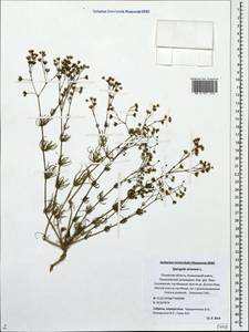 Spergula arvensis, Eastern Europe, North-Western region (E2) (Russia)