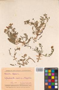 Sibbaldianthe bifurca (L.) Kurtto & T. Erikss., Eastern Europe, Middle Volga region (E8) (Russia)