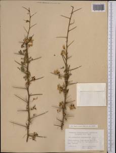 Caragana halodendron (Pall.) Dum.Cours., Middle Asia, Western Tian Shan & Karatau (M3) (Uzbekistan)