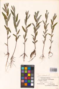 Salix viminalis L., Eastern Europe, North-Western region (E2) (Russia)