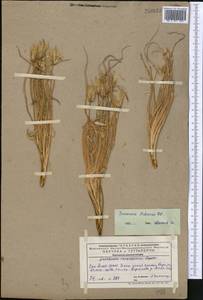 Pseudopodospermum pubescens (DC.) Zaika, Sukhor. & N. Kilian, Middle Asia, Western Tian Shan & Karatau (M3) (Kazakhstan)