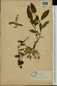 Salix triandra L., Eastern Europe, North-Western region (E2) (Russia)