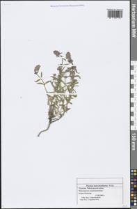 Thymus pannonicus All., Eastern Europe, Middle Volga region (E8) (Russia)