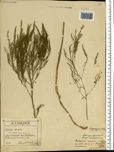 Asparagus officinalis L., Eastern Europe, Central region (E4) (Russia)
