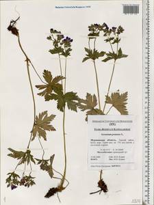 Geranium pratense L., Eastern Europe, Northern region (E1) (Russia)