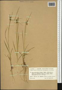 Carex lepidocarpa subsp. jemtlandica Palmgr., Western Europe (EUR) (Sweden)