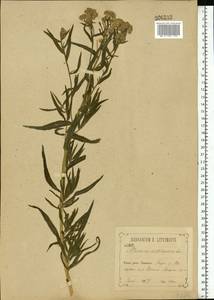 Achillea salicifolia subsp. salicifolia, Eastern Europe, Central forest-and-steppe region (E6) (Russia)