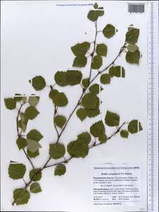 Betula pubescens var. pumila (Zanoni ex Murray) Govaerts, Eastern Europe, Northern region (E1) (Russia)