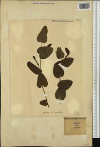 Aristolochia rotunda L., Western Europe (EUR) (Italy)