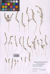 Salsola tamariscina Pall., Eastern Europe, Eastern region (E10) (Russia)