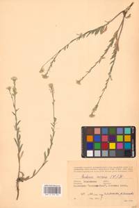 Berteroa incana (L.) DC., Eastern Europe, South Ukrainian region (E12) (Ukraine)