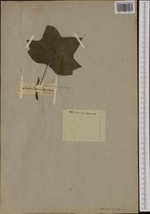 Liriodendron tulipifera L., Botanic gardens and arboreta (GARD) (Germany)