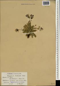 Campanula tridentata, Caucasus, Armenia (K5) (Armenia)