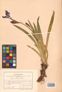 Iris setosa Pall. ex Link, Siberia, Russian Far East (S6) (Russia)