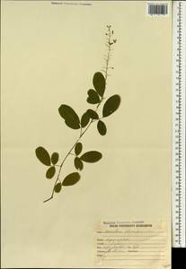 Desmodium heterocarpon (L.)DC., South Asia, South Asia (Asia outside ex-Soviet states and Mongolia) (ASIA) (India)